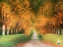 autumn_road_cognac_region_france_1024.jpg